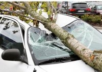 Упало дерево или произошло другое стихийное бедствие, а страховая не платит